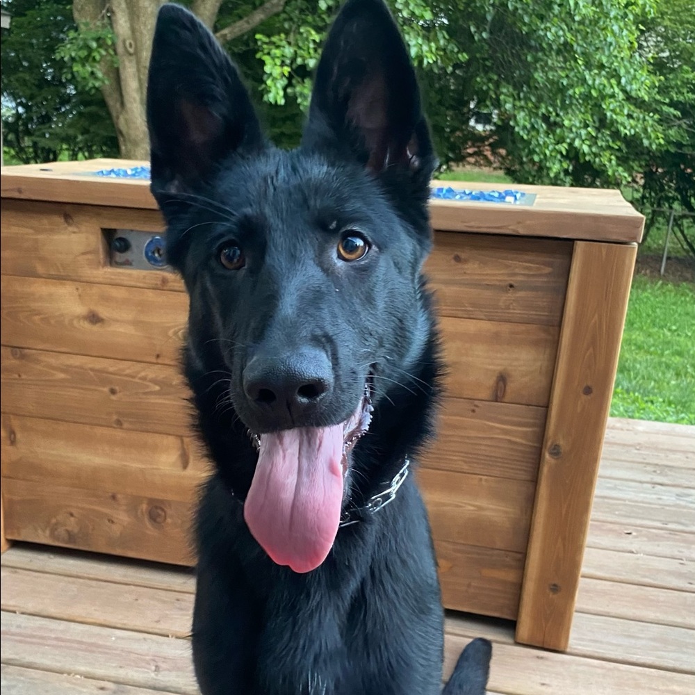 Meet your Posher, Laura - @nikitadoggies